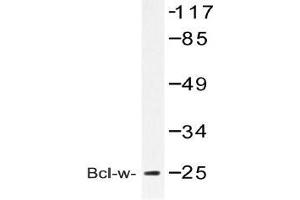 Western blot (WB) analysis of Bcl-w antibody in extracts from COLO cell (BCL2L2 antibody)