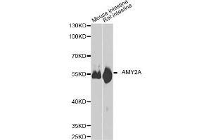 Western blot analysis of extracts of various cell lines, using AMY2A antibody. (AMY2A antibody)