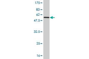 Western Blot detection against Immunogen (54. (TAZ antibody  (AA 1-262))