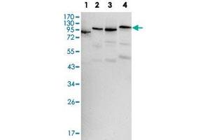 Western blot analysis of BRAF monoclonal antibody, clone 1H12  against HeLa (1), HL-60 (2), HepG2 (3) and NIH/3T3 (4) cell lysate.