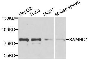 Western blot analysis of extracts of various cell lines, using SAMHD1 antibody. (SAMHD1 antibody  (AA 387-626))