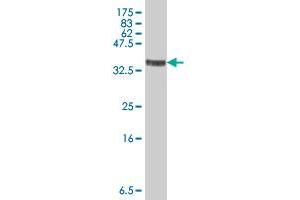 Western Blot detection against Immunogen (37. (SPAM1 antibody  (AA 346-445))