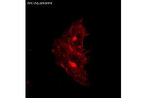 Immunofluorescence (IF) image for anti-Aquamarine Fluorescent Protein antibody (ABIN7273084) (Aquamarine Fluorescent Protein antibody)