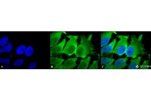 Immunocytochemistry/Immunofluorescence analysis using Mouse Anti-Hsc70 (Hsp73) Monoclonal Antibody, Clone 1F2-H5 . (Hsc70 antibody  (Biotin))