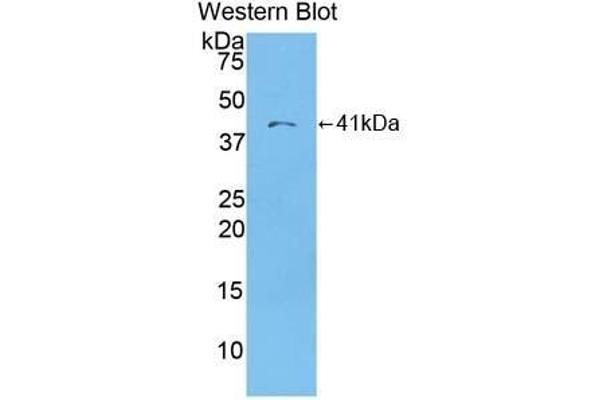 CCL22 antibody  (AA 25-93)