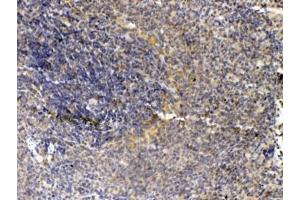 IHC testing of FFPE rat spleen tissue with Thrombopoietin antibody at 1ug/ml. (Thrombopoietin antibody)