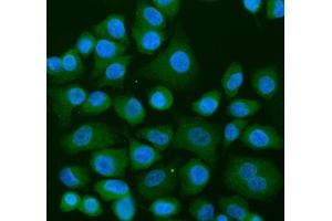 IF analysis of USP9X using anti-USP9X antibody (ABIN7599786). (USP9X antibody  (AA 1175-1283))