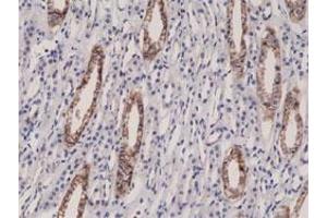 Immunohistochemical staining (Formalin-fixed paraffin-embedded sections) of human kidney with F11R monoclonal antibody, clone RM275 . (F11R antibody  (N-Term))