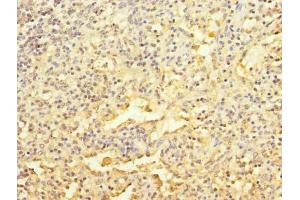 Immunohistochemistry of paraffin-embedded human spleen tissue using ABIN7167109 at dilution of 1:100 (GFR antibody  (AA 201-444))