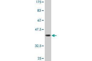 Western Blot detection against Immunogen (36. (FZR1 antibody  (AA 1-101))