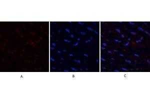 Immunofluorescence analysis of human uterus tissue. (HMGB1 antibody  (N-Term))