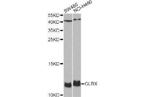 Western blot analysis of extracts of various cell lines, using GLRX antibody (ABIN1876503) at 1:1000 dilution. (Glutaredoxin 1 antibody)