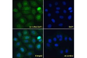 ABIN184690 Immunofluorescence analysis of paraformaldehyde fixed MCF7 cells, permeabilized with 0. (RACGAP1 antibody  (C-Term))