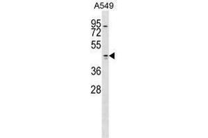 TMOD1 Antibody (Center) western blot analysis in A549 cell line lysates (35 µg/lane). (Tropomodulin 1 antibody  (Middle Region))