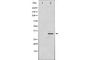 Western blot analysis of Syntaxin 1A expression in HT29 whole cell lysates,The lane on the left is treated with the antigen-specific peptide. (STX1A antibody  (N-Term))