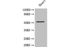 Western Blot Positive WB detected in: Mouse heart tissue All lanes: MMP10 antibody at 4. (MMP1 antibody  (AA 99-476))