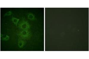 Immunofluorescence analysis of HuvEc cells, using BIK (Ab-33) Antibody. (BIK antibody  (AA 18-67))