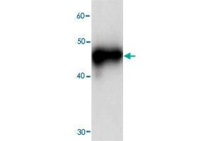 Western blot analysis in RPSA recombinant protein with RPSA monoclonal antibody, clone 69j0  at 1 : 1000 dilution.