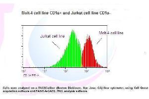 Image no. 1 for anti-CD1a (CD1a) antibody (PE) (ABIN1112082) (CD1a antibody  (PE))