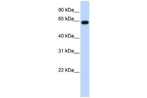 Western Blotting (WB) image for anti-Family with Sequence Similarity 189, Member B (FAM189B) antibody (ABIN2458114) (FAM189B antibody)