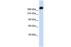 WB Suggested Anti-MYH9 Antibody Titration:  0. (Myosin 9 antibody  (Middle Region))