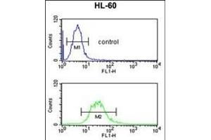 C14orf145 Antibody (Center) (ABIN652929 and ABIN2842595) flow cytometric analysis of HL-60 cells (bottom histogram) compared to a negative control cell (top histogram). (CEP128 antibody  (AA 906-935))