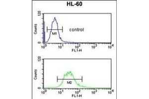 C14orf145 Antibody (Center) (ABIN652929 and ABIN2842595) flow cytometric analysis of HL-60 cells (bottom histogram) compared to a negative control cell (top histogram).