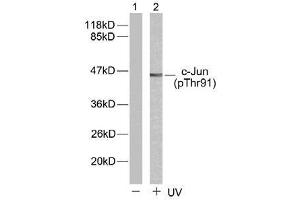 Western blot analysis of extract from HeLa cells untreated or treated with (C-JUN antibody  (pThr91))