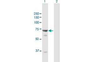 Western Blot analysis of STXBP1 expression in transfected 293T cell line by STXBP1 MaxPab polyclonal antibody. (STXBP1 antibody  (AA 1-603))
