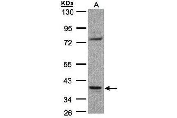 CCDC68 antibody