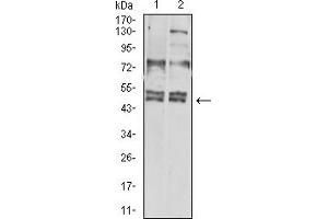 Western blot analysis using CD183 mouse mAb against Hela (1) and L-02 (2) cell lysate.