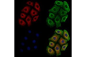 ABIN6261363 and ABIN6278853 staining Hela cells by IF/ICC.