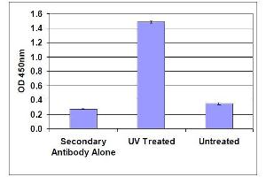 DNA Damage Induced by UV Light in HeLa Cells. (Cellular UV-Induced DNA Damage ELISA Kit)