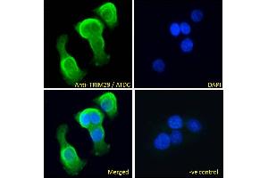 ABIN571104 Immunofluorescence analysis of paraformaldehyde fixed A431 cells, permeabilized with 0. (TRIM29 antibody  (Internal Region))