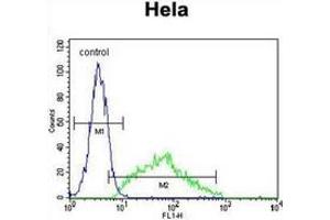 Flow cytometric analysis of Hela cells using Leptin Antibody (N-term) Cat. (Leptin antibody  (N-Term))