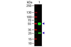 Mouse IgG (H&L) Antibody 549 Conjugated Western Blot. (Goat anti-Mouse IgG (Heavy & Light Chain) Antibody (DyLight 549) - Preadsorbed)