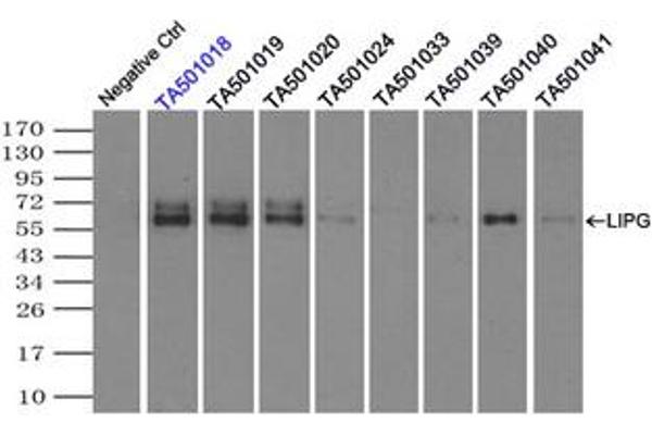 LIPG antibody