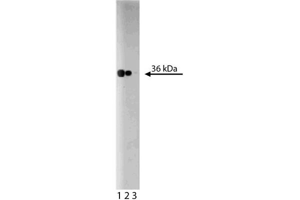 GNB2L1 Antikörper  (AA 113-317)