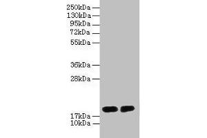 Western blot All lanes: DAOA antibody at 2 μg/mL Lane 1: PC-3 whole cell lysate Lane 2: Mouse gonadal tissue Secondary Goat polyclonal to rabbit IgG at 1/10000 dilution Predicted band size: 19, 2, 10, 15 kDa Observed band size: 19 kDa (DAOA antibody  (AA 1-153))