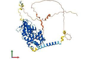 AlphaFold protein structure predicition of Human Recombinant PKMYT1 Protein, UniprotID Q99640