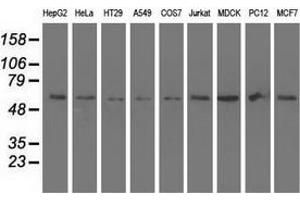 Western blot analysis of extracts (35 µg) from 9 different cell lines by using anti-SNTA1 monoclonal antibody.