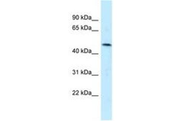 SQRDL antibody  (AA 209-258)