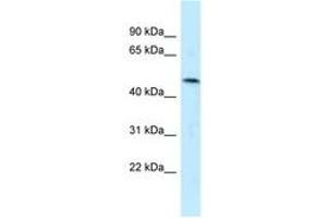 Image no. 1 for anti-Sulfide Quinone Reductase-Like (SQRDL) (AA 209-258) antibody (ABIN6747850) (SQRDL antibody  (AA 209-258))