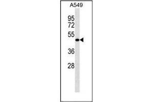 Western blot analysis of LRRC26 Antibody (C-term) in A549 cell line lysates (35ug/lane). (LRRC26 antibody  (C-Term))