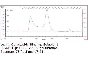 Size-exclusion chromatography-High Pressure Liquid Chromatography (SEC-HPLC) image for Lectin, Galactoside-Binding, Soluble, 1 (LGALS1) (AA 2-135) protein (His tag) (ABIN3082982) (LGALS1/Galectin 1 Protein (AA 2-135) (His tag))
