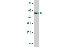 Western Blot detection against Immunogen (75. (FLI1 antibody  (AA 1-452))