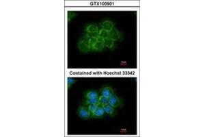 Image no. 3 for anti-V-Crk Sarcoma Virus CT10 Oncogene Homolog (Avian) (CRK) (AA 122-302) antibody (ABIN467422) (Crk antibody  (AA 122-302))