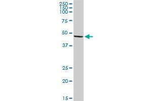 Western Blotting (WB) image for anti-Transforming Growth Factor beta 1 Induced Transcript 1 (TGFB1I1) (AA 1-444) antibody (ABIN520872)