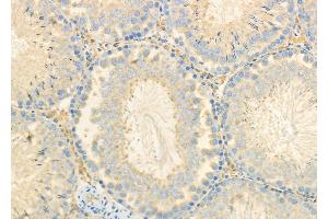 ABIN6260742 and ABIN6278109 at 1/100 staining Rat testis tissue by IHC-P. (CEACAM6 antibody  (Internal Region))
