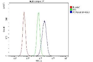 Flow Cytometry analysis of RAW264. (ACADSB antibody  (C-Term))